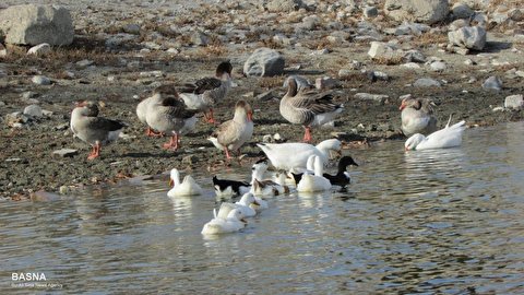 حضور زیبای مرغابی‌ها در دریاچه دانشگاه بوعلی‌سینا را تماشا کنید + گزارش تصویری