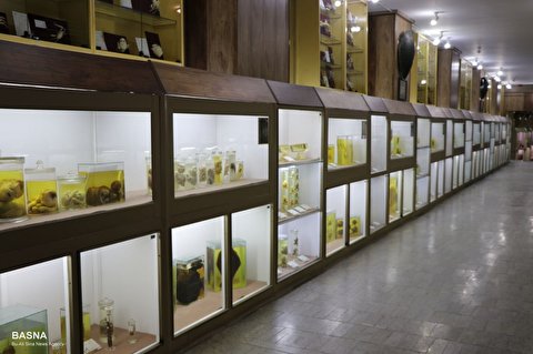 موزه تاریخ طبیعی دانشگاه بوعلی‌سینا یکی از متنوع‌ترین و جذاب‌ترین موزه‌های علمی ایران و حتی منطقه است